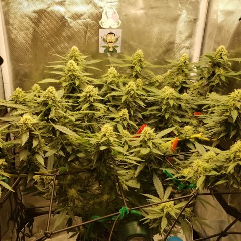 Big bella bud growlog timeline photo