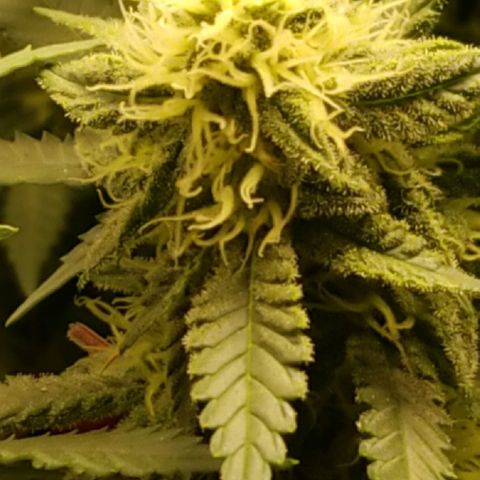 Big bella bud growlog timeline photo