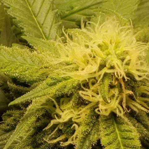 Big bella bud growlog timeline photo