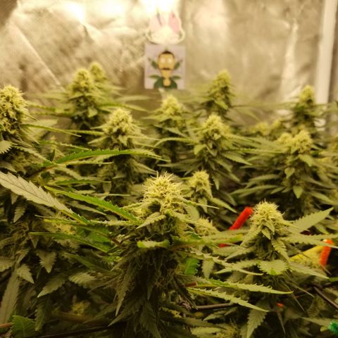 Big bella bud growlog timeline photo