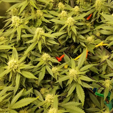 Big bella bud growlog timeline photo