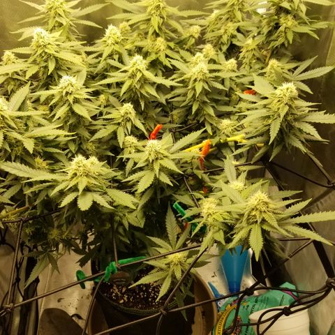 Big bella bud growlog timeline photo