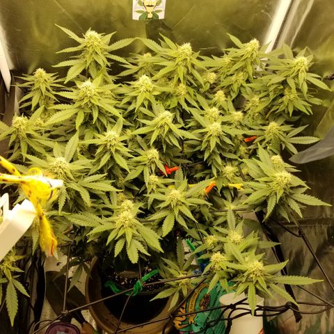 Big bella bud growlog timeline photo