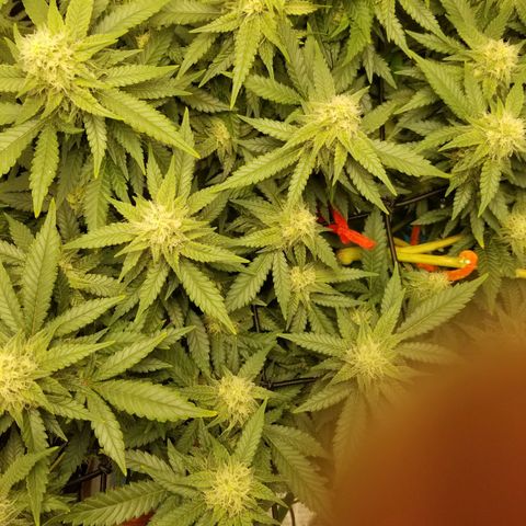 Big bella bud growlog timeline photo