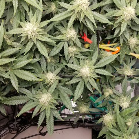 Big bella bud growlog timeline photo