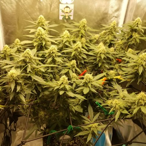 Big bella bud growlog timeline photo