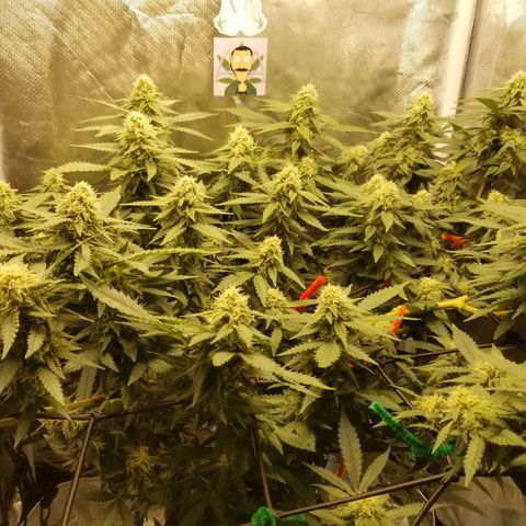 Big bella bud growlog timeline photo