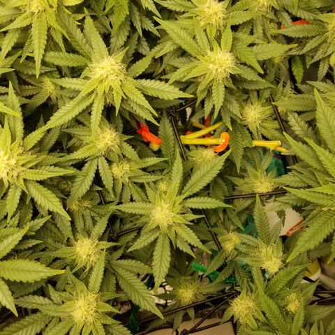 Big bella bud growlog timeline photo