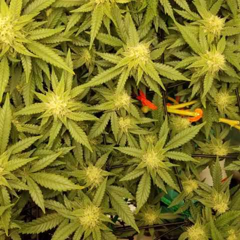 Big bella bud growlog timeline photo