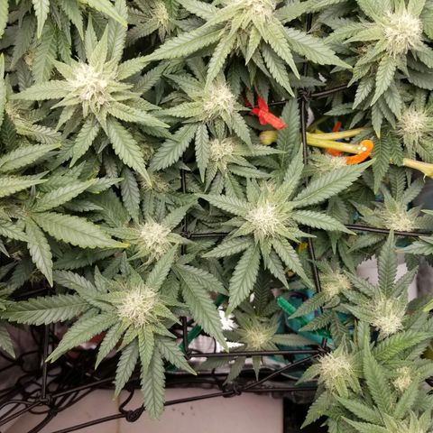 Big bella bud growlog timeline photo