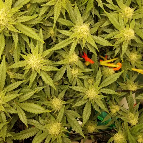 Big bella bud growlog timeline photo