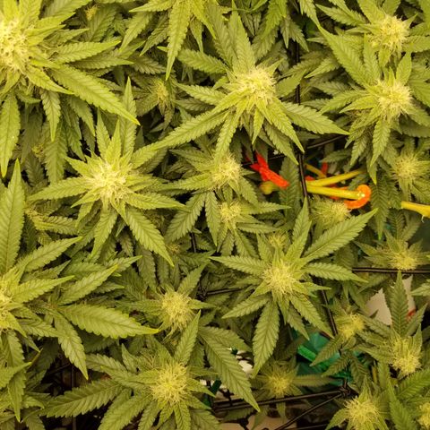 Big bella bud growlog timeline photo