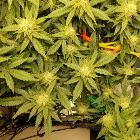 Big bella bud growlog timeline photo