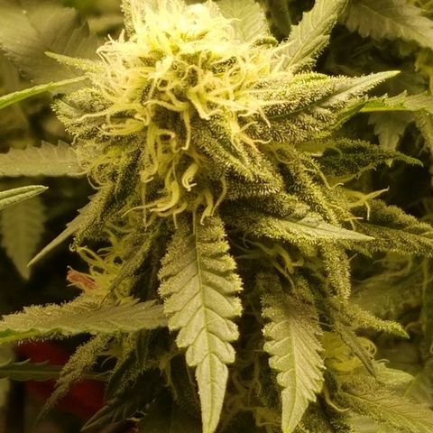 Big bella bud growlog timeline photo