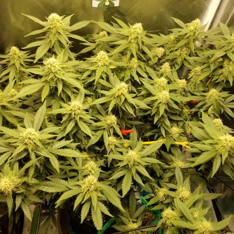 Big bella bud growlog timeline photo