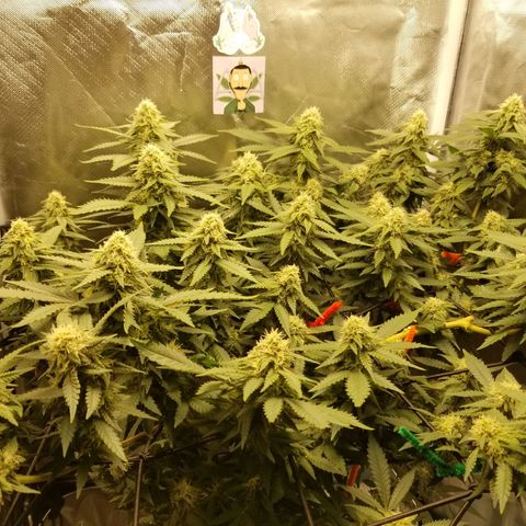 Big bella bud growlog timeline photo