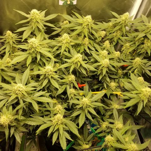 Big bella bud growlog timeline photo