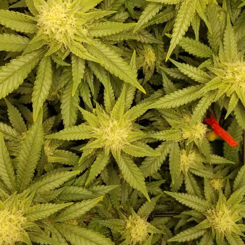 Big bella bud growlog timeline photo