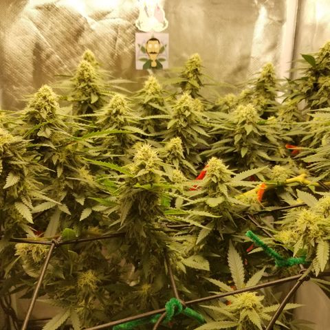 Big bella bud growlog timeline photo