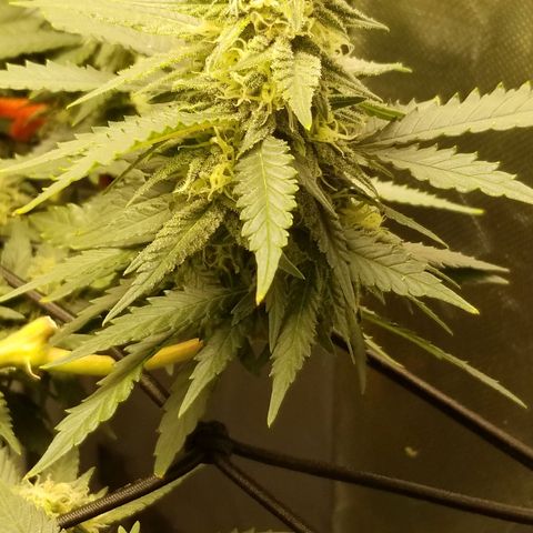 Big bella bud growlog timeline photo