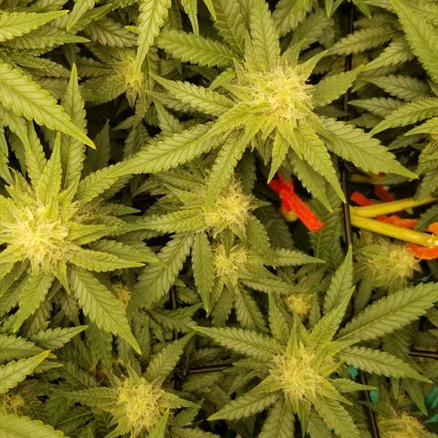 Big bella bud growlog timeline photo