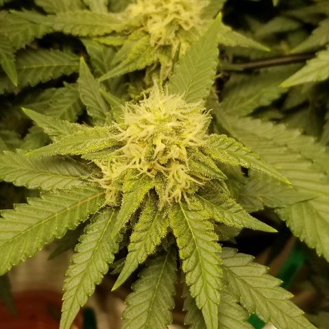 Big bella bud growlog timeline photo