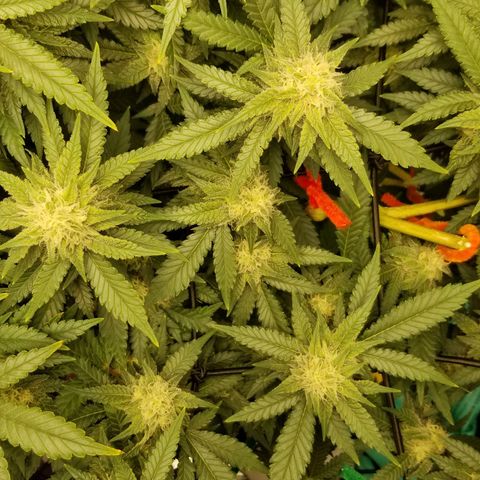 Big bella bud growlog timeline photo