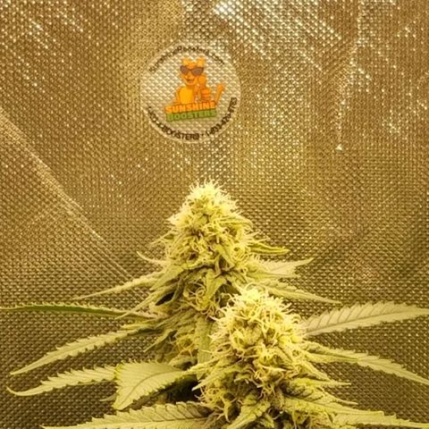 Big bella bud growlog timeline photo
