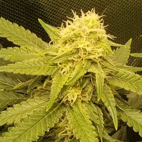 Big bella bud growlog timeline photo