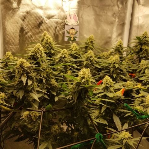 Big bella bud growlog timeline photo