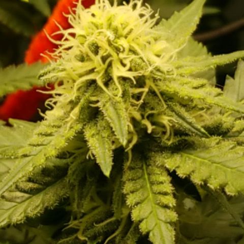 Big bella bud growlog timeline photo
