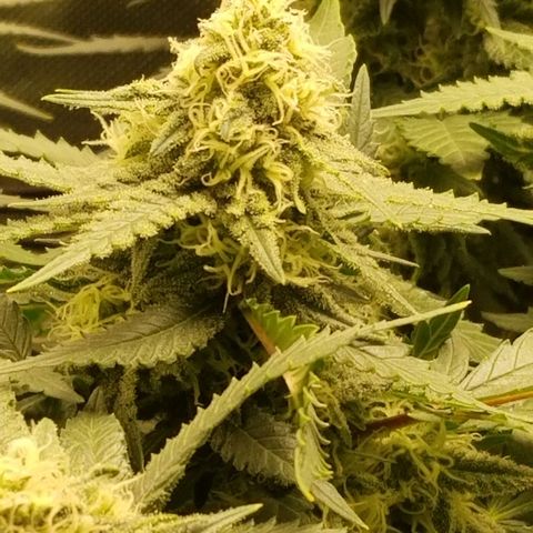 Big bella bud growlog timeline photo