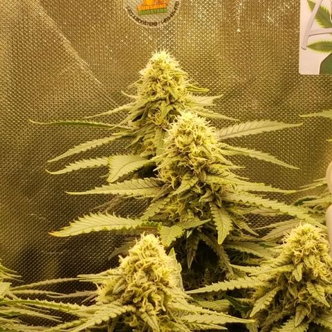Big bella bud growlog timeline photo