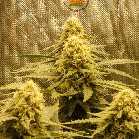 Big bella bud growlog timeline photo