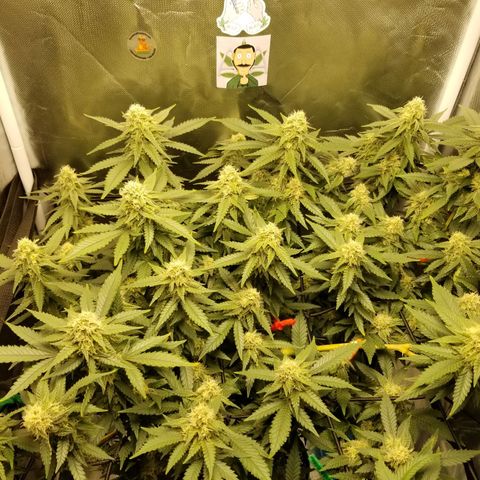 Big bella bud growlog timeline photo