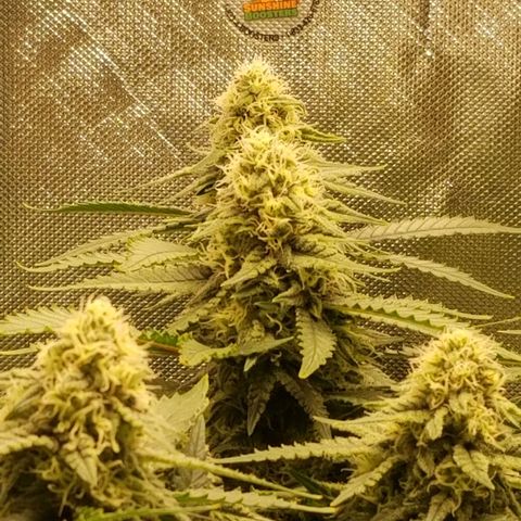 Big bella bud growlog timeline photo