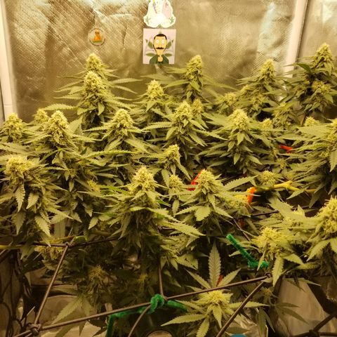 Big bella bud growlog timeline photo