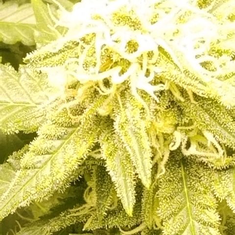 Big bella bud growlog timeline photo