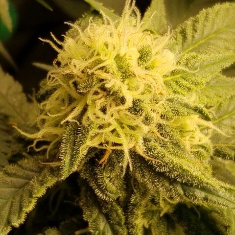 Big bella bud growlog timeline photo
