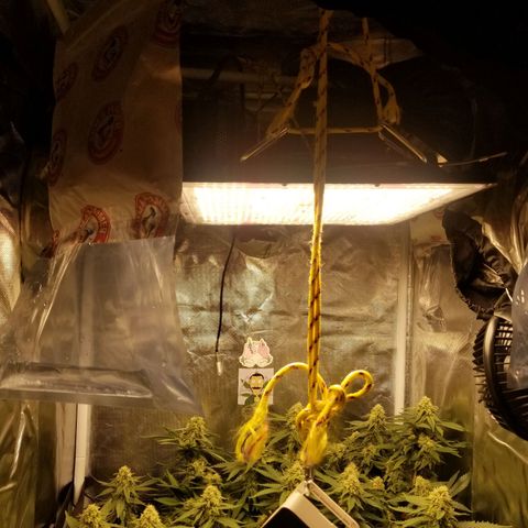 Big bella bud growlog timeline photo