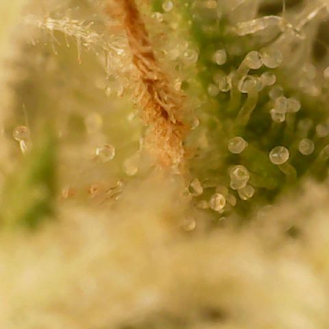 Big bella bud growlog timeline photo