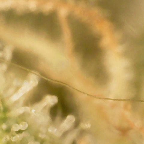 Big bella bud growlog timeline photo