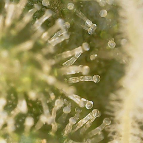 Big bella bud growlog timeline photo
