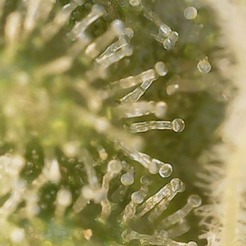 Big bella bud growlog timeline photo