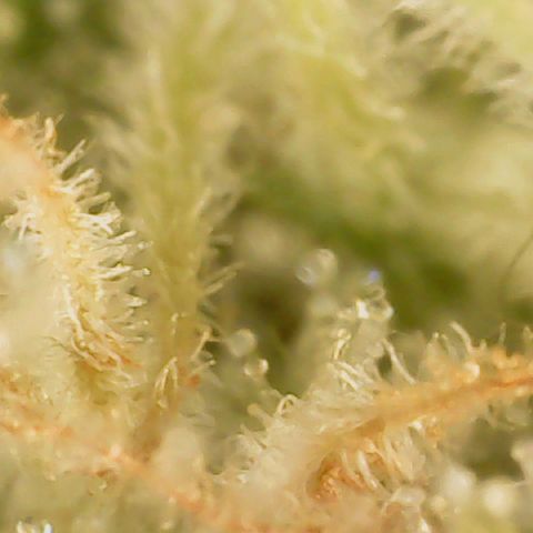 Big bella bud growlog timeline photo
