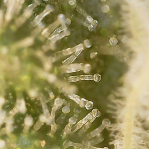 Big bella bud growlog timeline photo