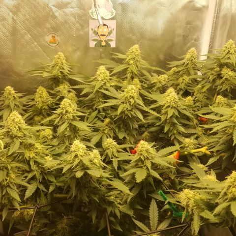 Big bella bud growlog timeline photo