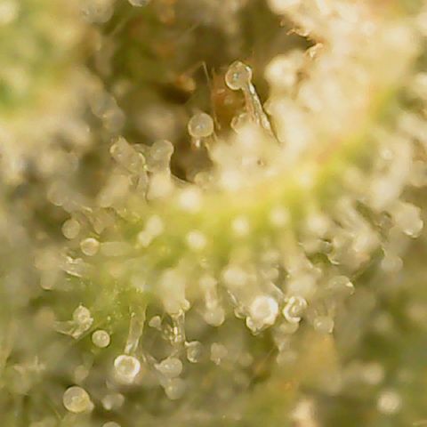 Big bella bud growlog timeline photo