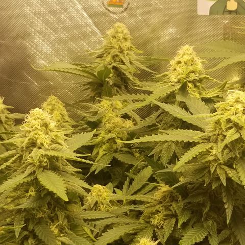 Big bella bud growlog timeline photo