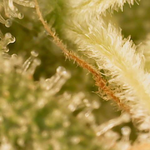 Big bella bud growlog timeline photo